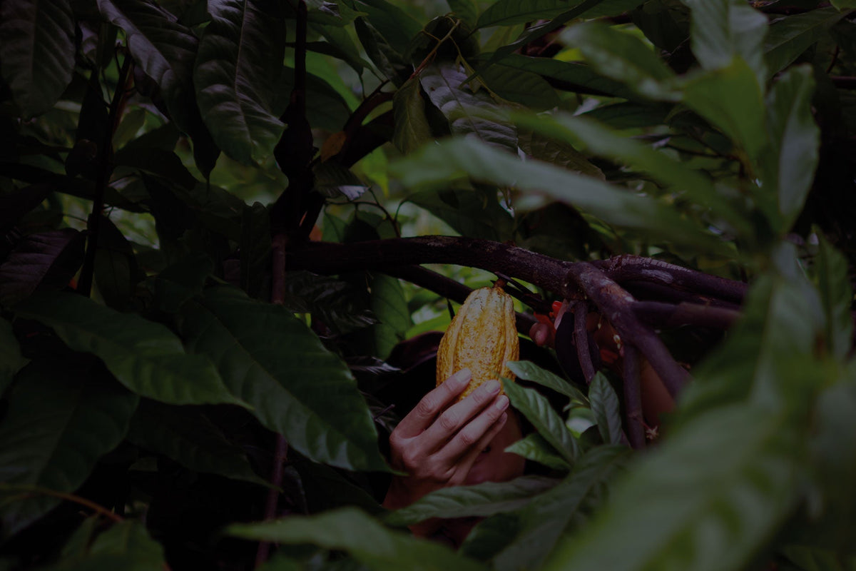El chocolate más premiado de Colombia llegó a Dejamu